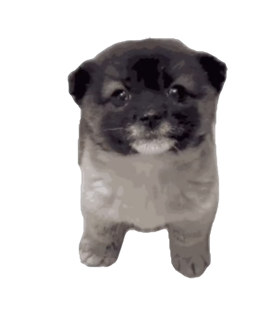 小狗
